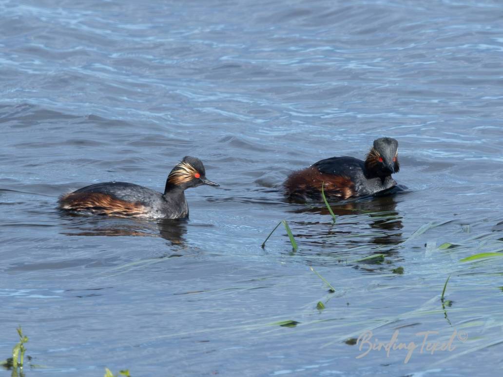 Geoorde Futen / Black-necked Grebes (Podiceps nigricollis) Texel 21042024