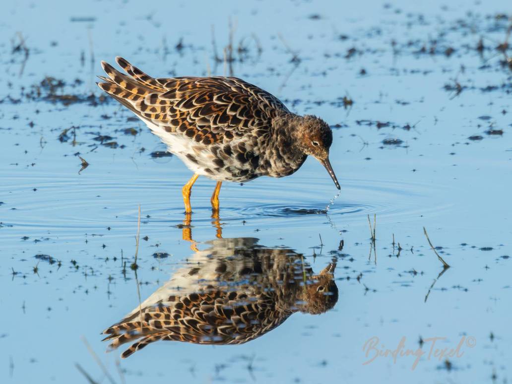 Kemphaan / Ruff (Calidris pugnax) Texel 23042024