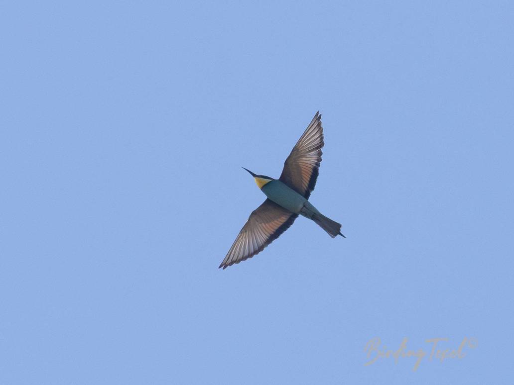 Bijeneter / European Bee-eater (Merops apiaster) Texel, 13052024