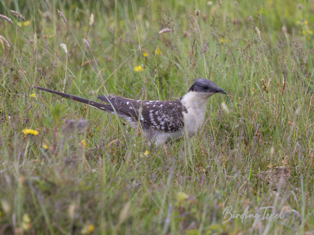 Kuifkoekoek / Great Spotted Cuckoo (Clamator glandarius) 2cy, Texel 23052024