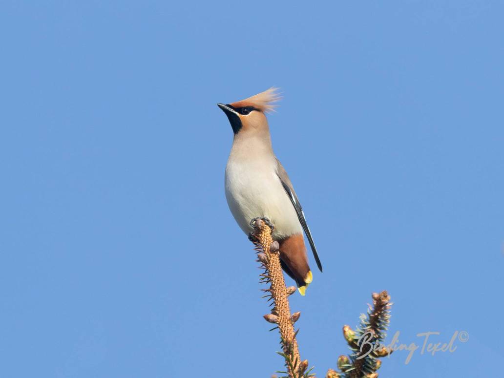 Pestvogel / Bohemian Waxwing (Bombycilla garrulus) Texel 01052024