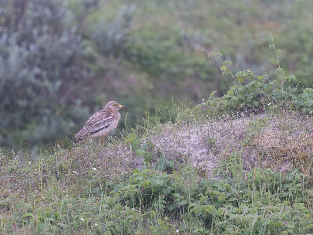 Griel / Stone-curlew (Burhinus oedicnemus) Texel 30052024