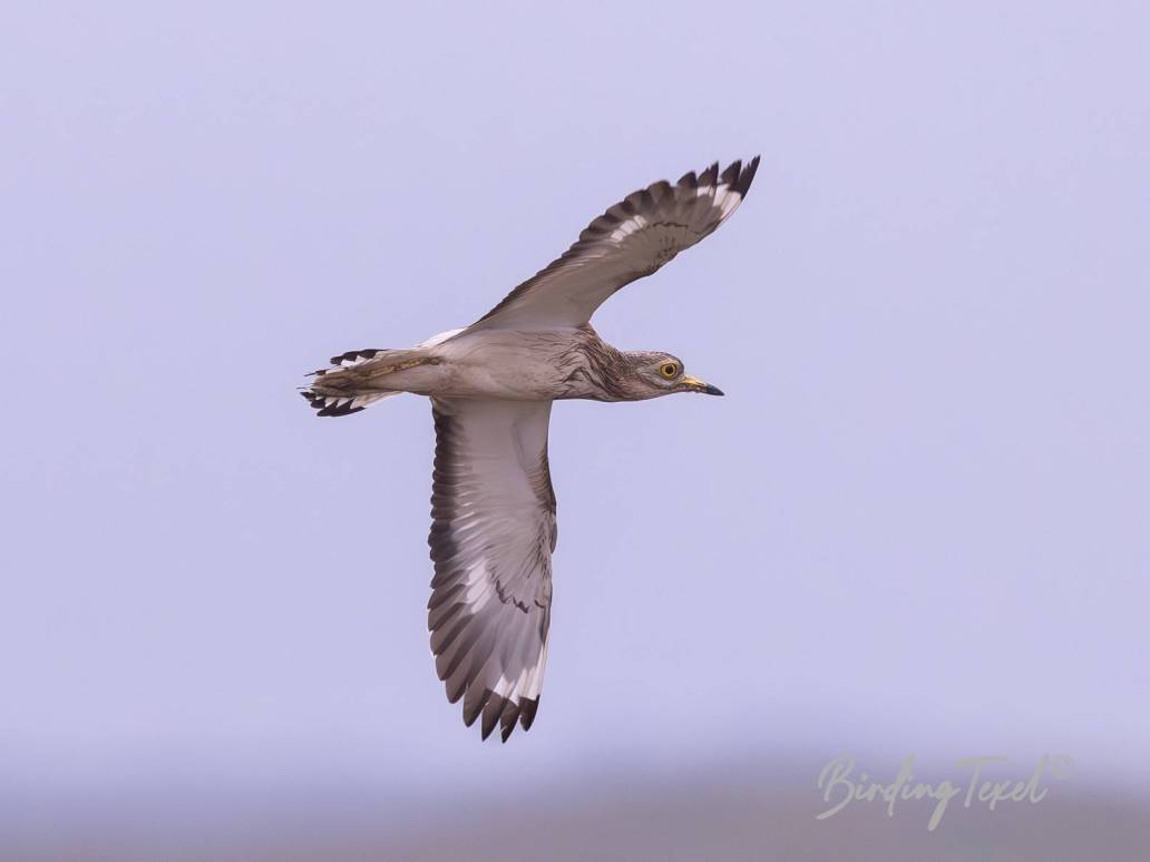 Griel / Stone-curlew (Burhinus oedicnemus) Texel 30052024