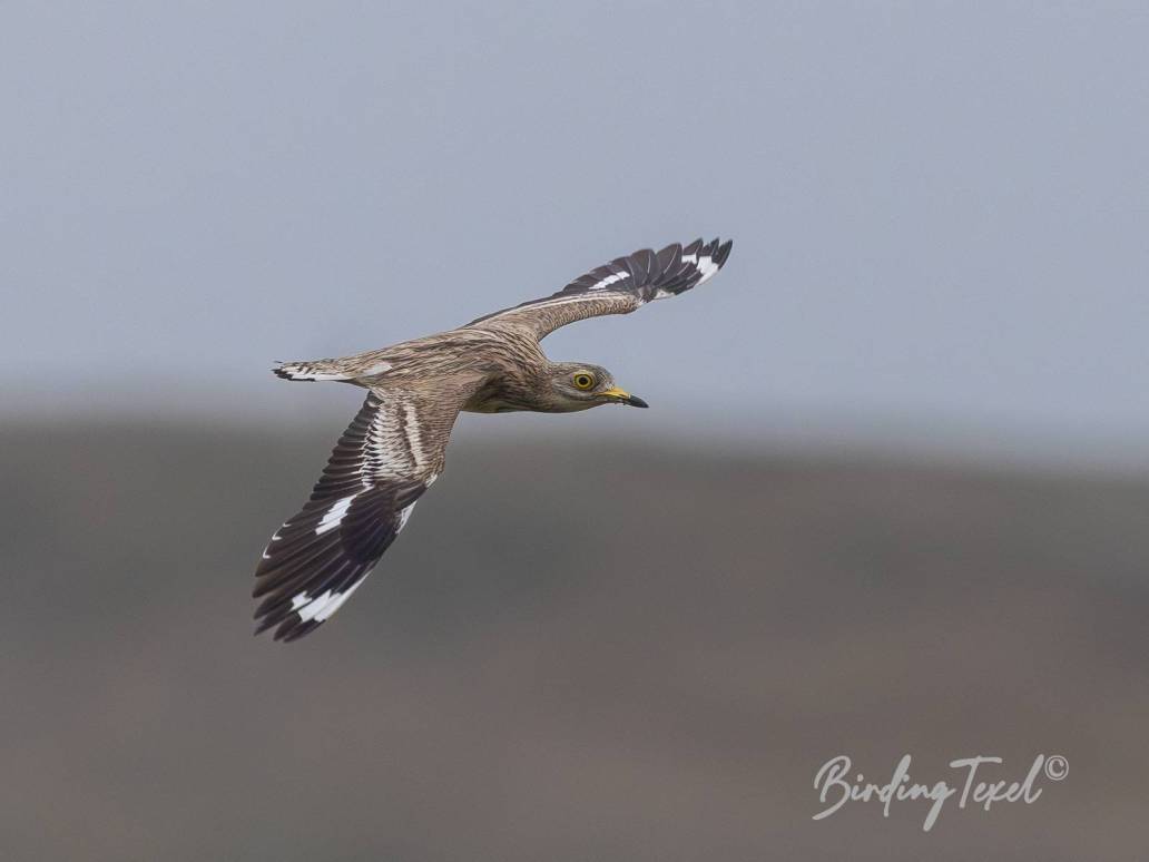 Griel / Stone-curlew (Burhinus oedicnemus) Texel 30052024