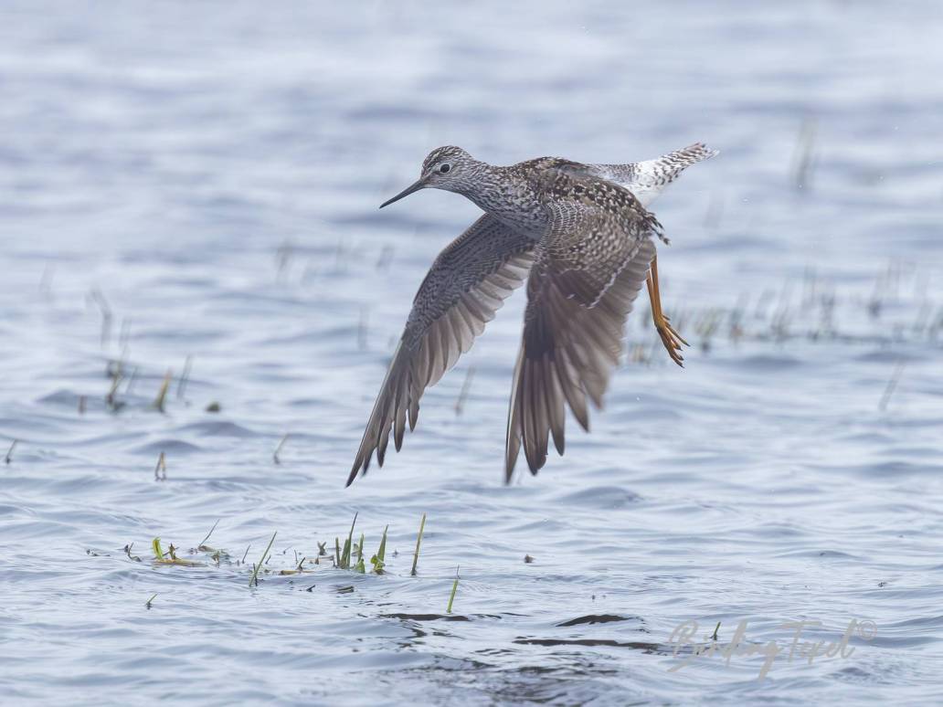 Kleine Geelpootruiter / Lesser Yellowlegs (Tringa flavipes) Texel 01062024