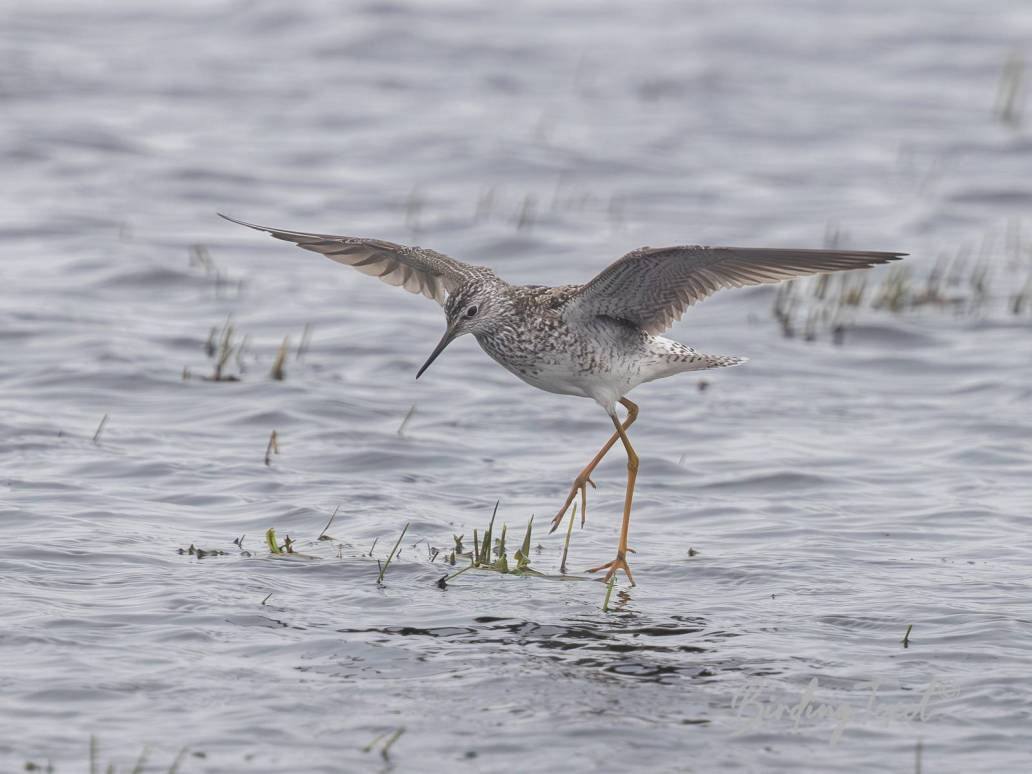 Kleine Geelpootruiter / Lesser Yellowlegs (Tringa flavipes) Texel 01062024