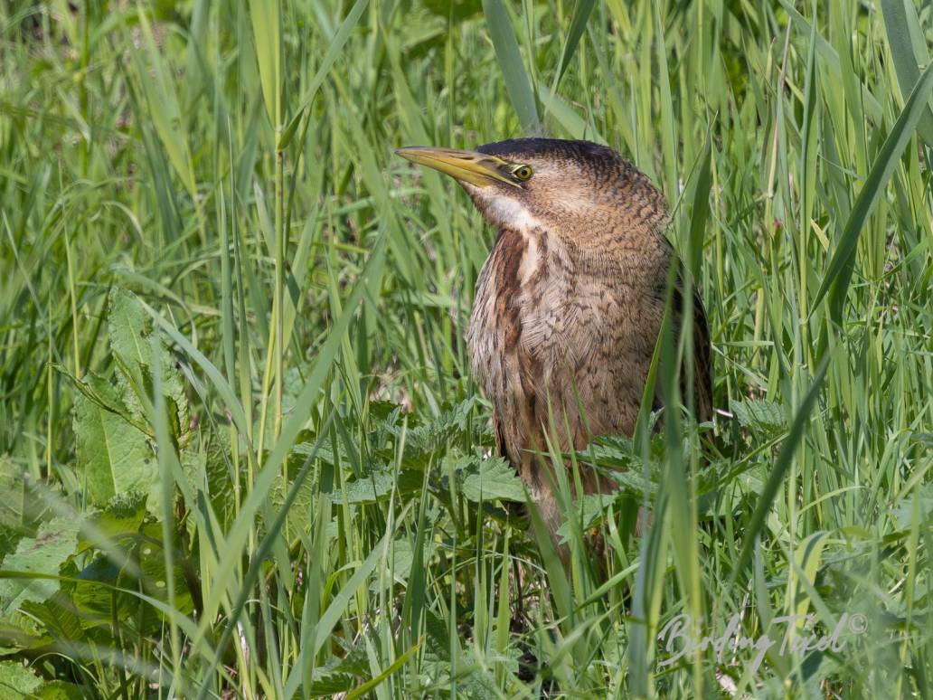 Roerdomp / Great Bittern (Botaurus stellaris) juv, Texel 07062024