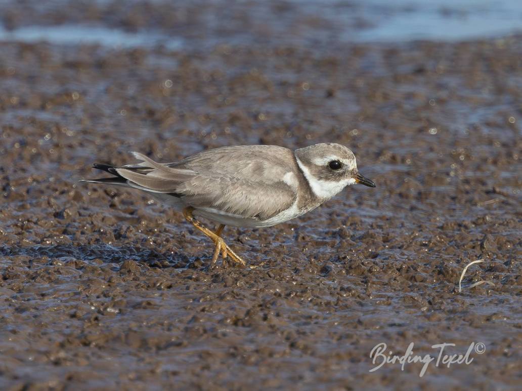 Bontbekplevier / Common Ringed Plover (Charadrius hiaticula) juv, Texel 05082024