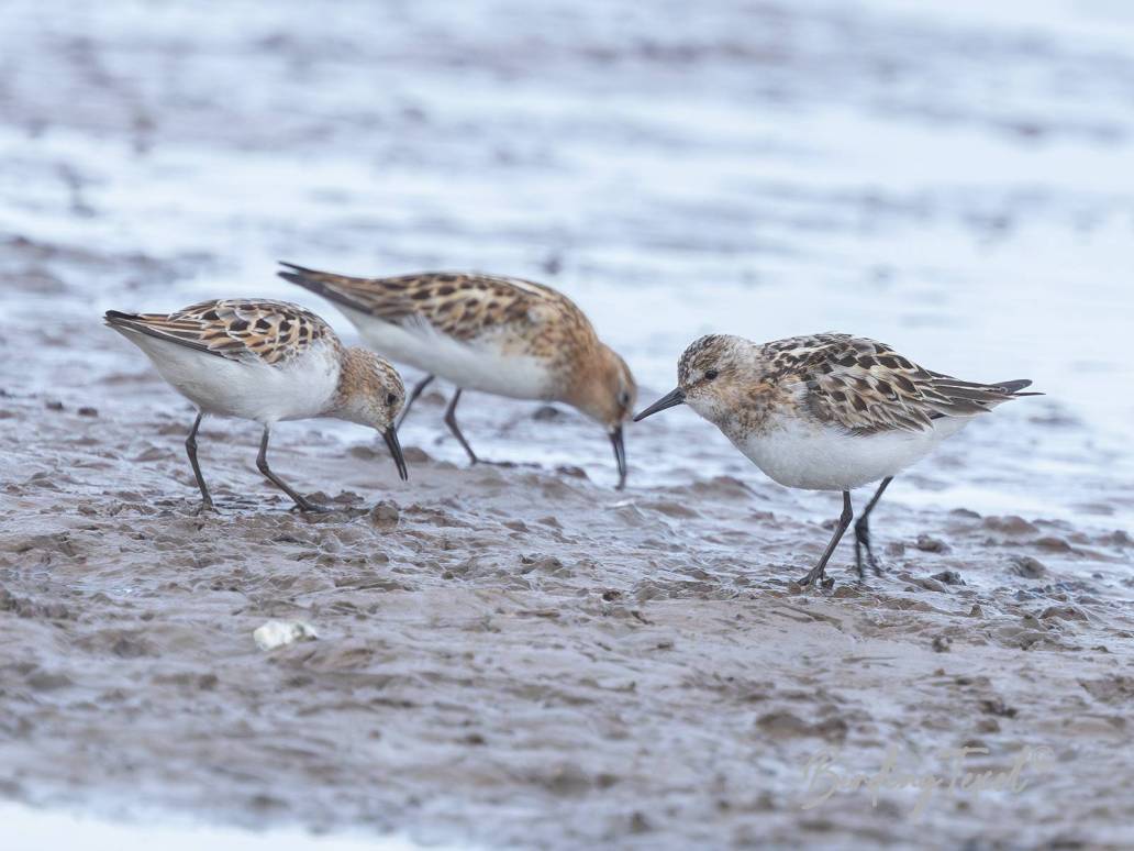 Kleine Strandlopers / Little Stints (Calidris minuta) ad, Texel 05082024