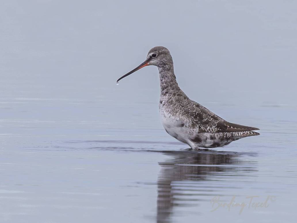 Zwarte Ruiter / Spotted Redshank (Tringa erythropus) ad s→w, Texel 07082024