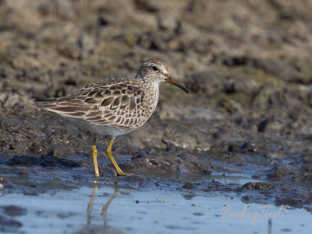 Gestreepte Strandloper / Pectoral Sandpiper (Calidris melanotos) ad, Texel 17082024