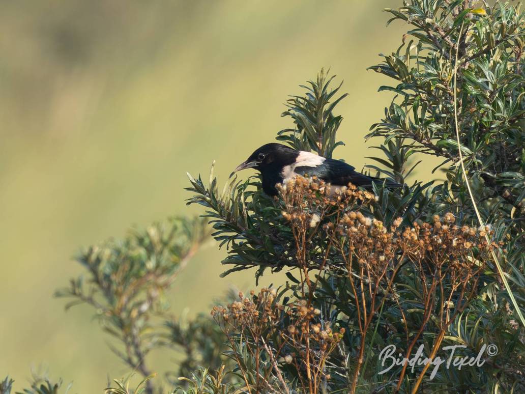 Roze Spreeuw / Rosy Starling (Pastor roseus) ad, Texel  29082024