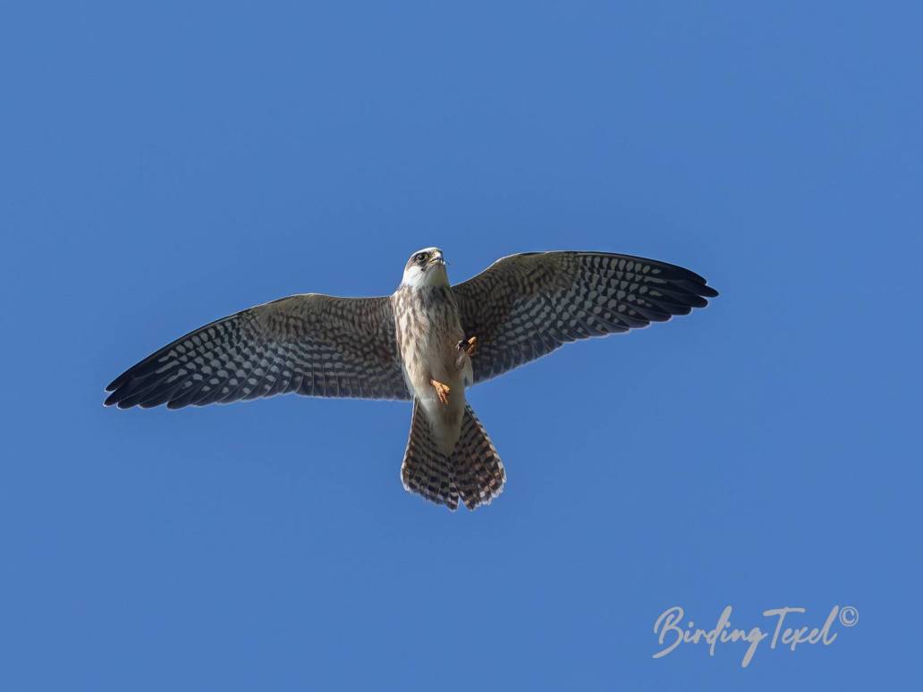 Roodpootvalk / Red-footed Falcon (Falco vespertinus) 1cy, Texel 06092024