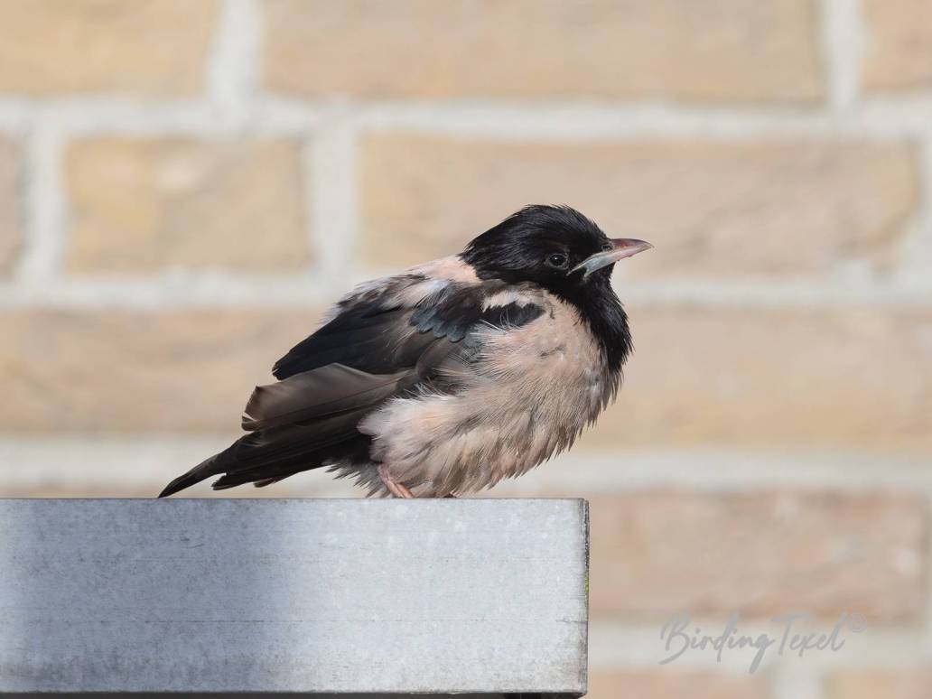 Roze Spreeuw / Rosy Starling (Pastor roseus) ad, Texel 13102024