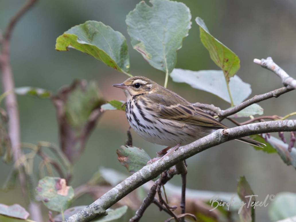 Siberische Boompieper / Olive-backed Pipit (Anthus hodgsoni) Texel 20102024