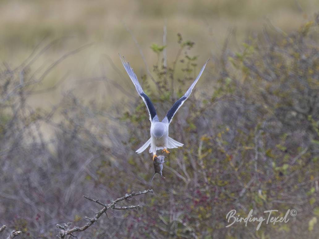 Grijze Wouw / Black-shouldered Kite (Elanus caeruleus) 1 cy, Texel 30092024