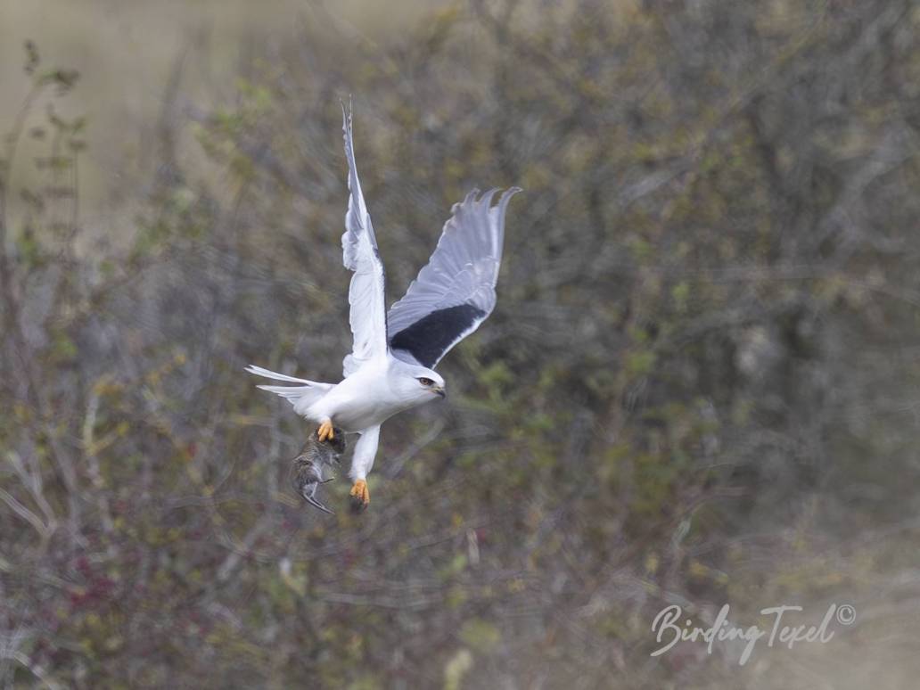 Grijze Wouw / Black-shouldered Kite (Elanus caeruleus) 1 cy, Texel 30092024