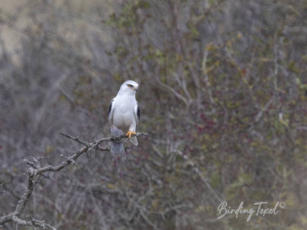 Grijze Wouw / Black-shouldered Kite (Elanus caeruleus) 1 cy, Texel 30092024