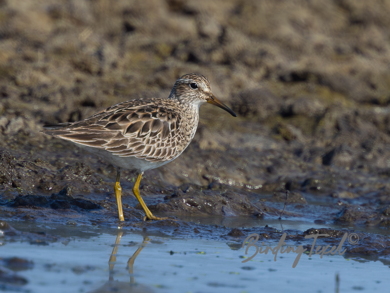 gestreeptestrandloper17082024