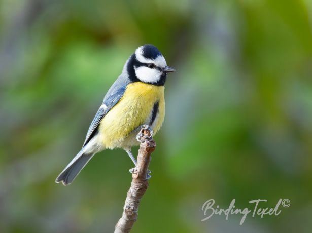 africanbluetit