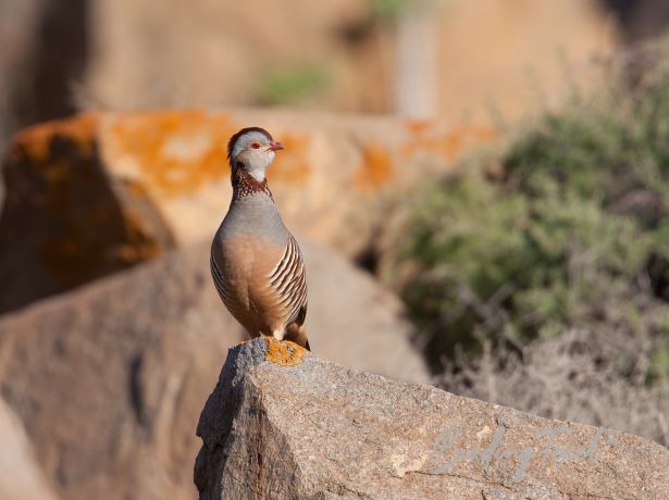 barbarypartridge