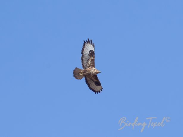 commonbuzzard