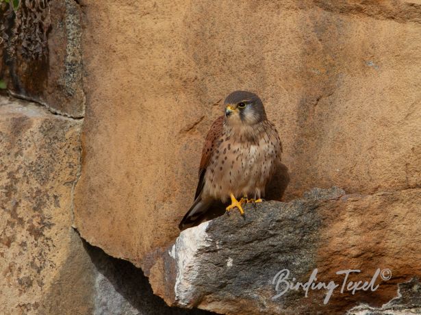 commonkestrel