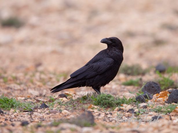 commonraven