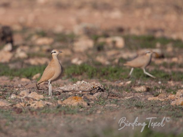 cream coloredcourser