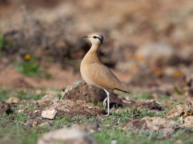 cream coloredcourser