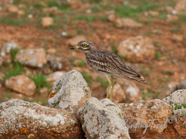 eurasianstone curlew