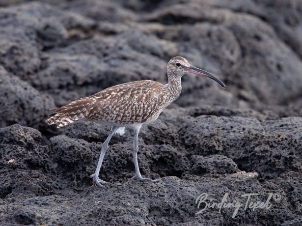 eurasianwhimbrel