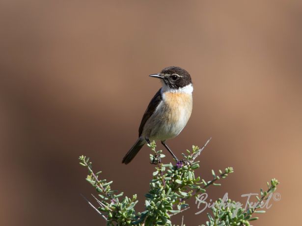 fuerteventurastonechat8122014