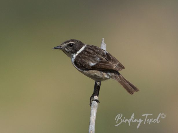 fuerteventurastonechat 28122014