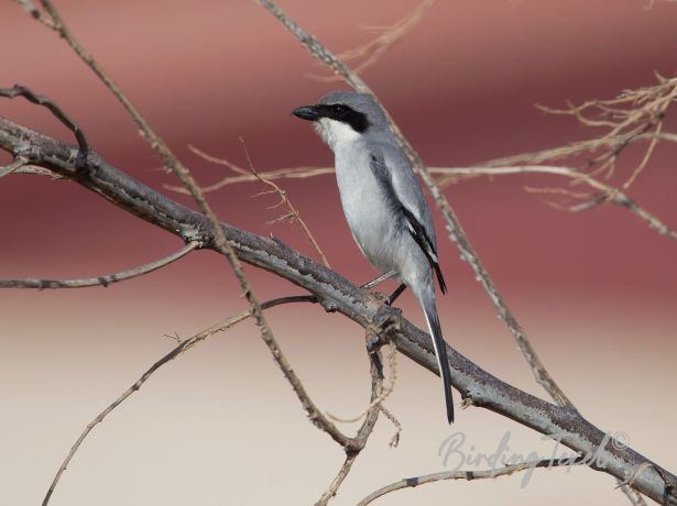 iberiangreyshrike