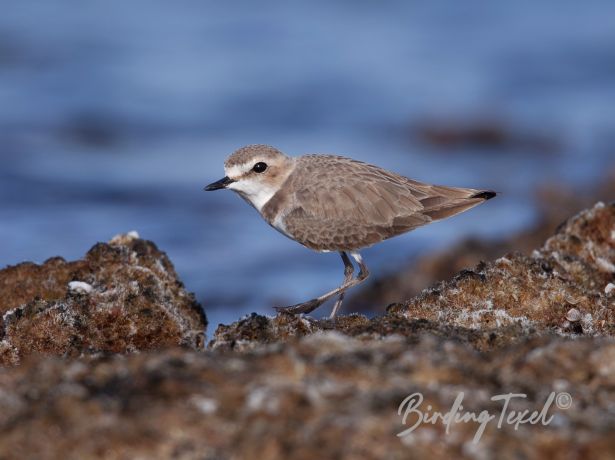 kentishplover 30122014