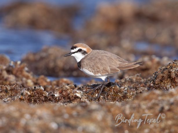 kentishplover