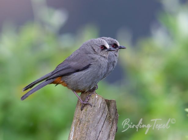 abyssiniancatbird