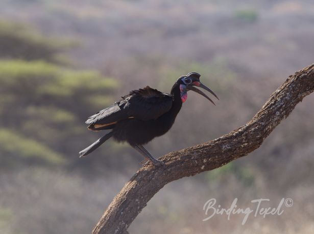 abyssinianground hornbill