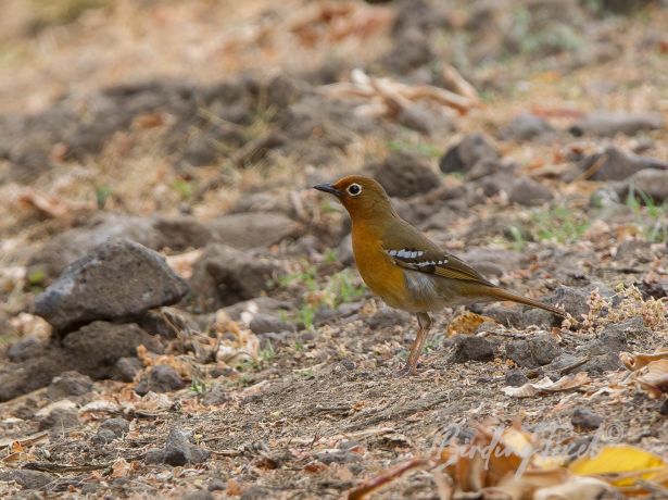 abyssiniangroundthrush