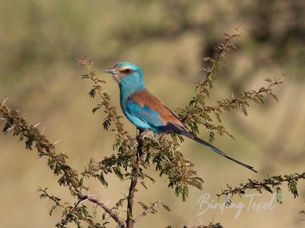 abyssinianroller