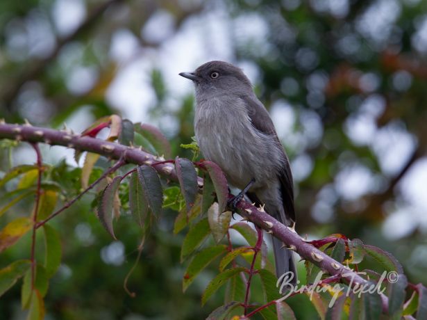 abyssinianslatyflycatcher