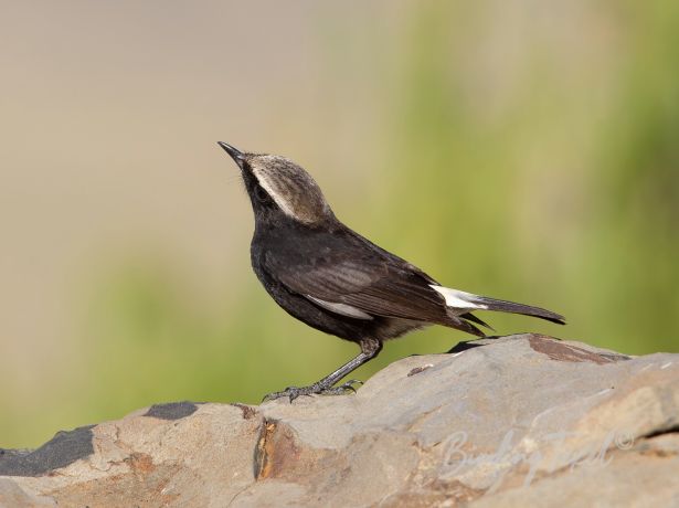 abyssinianwheatear