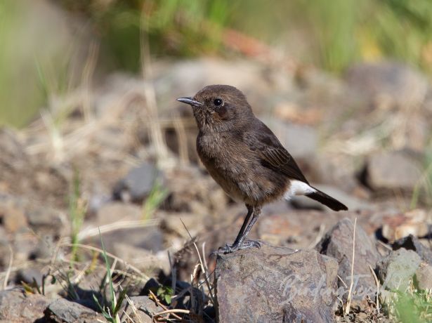 abyssinianwheatear