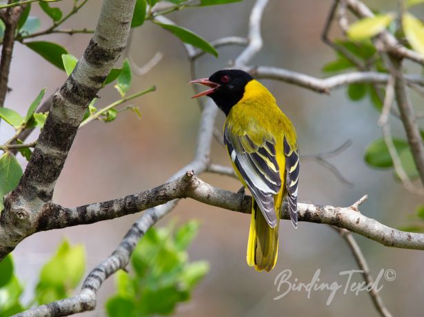 africanblack headedoriole