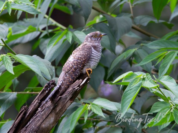 africancuckoo