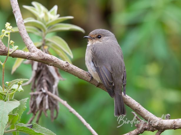 africanduskyflycatcher