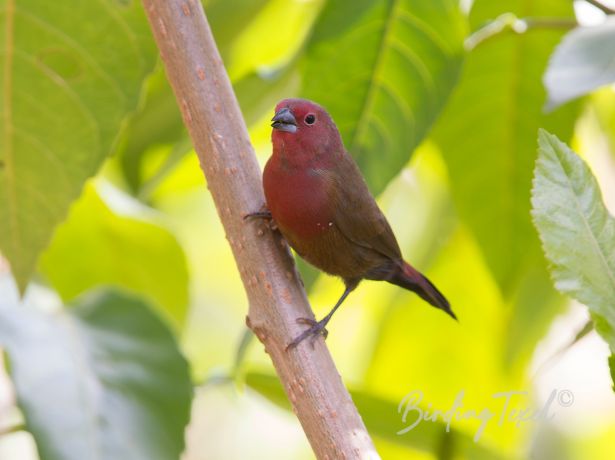 africanfirefinch