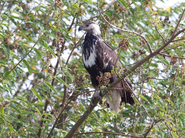 africanfish eagle 03122011