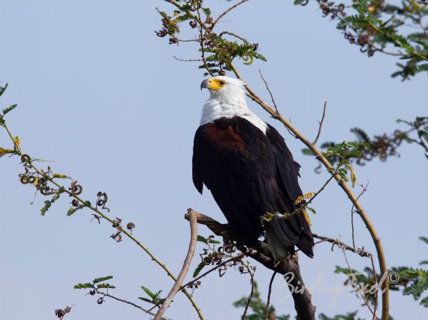 africanfish eagle